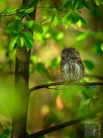 Kulisek nejmensi - Glaucidium passerinum - Eurasian Pygmy-Owl o8664-2